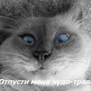 Саша Майкевич on My World.