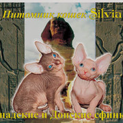 Питомник кошек SILVIA породы донской и канадский сфинкс группа в Моем Мире.