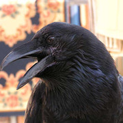 Free Raven on My World.