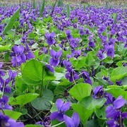 Мануш Степанян on My World.