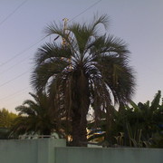 пальма анатольевна on My World.