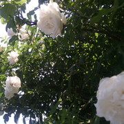 Юлия Сапунова on My World.