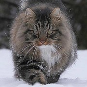Александр Печинов on My World.