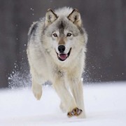 snow wolf on My World.